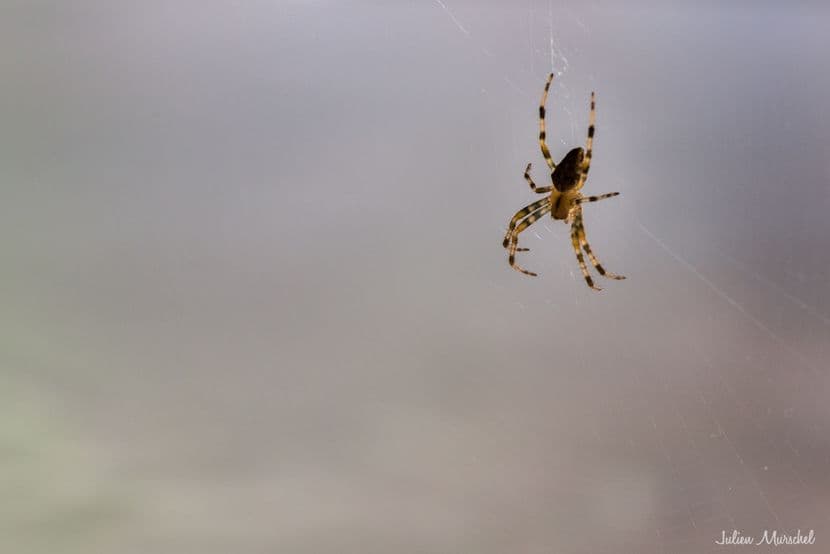Araignée 02