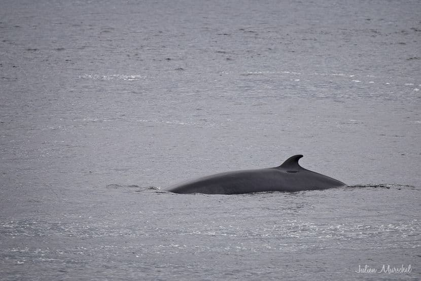 Baleine & Rorqual 01