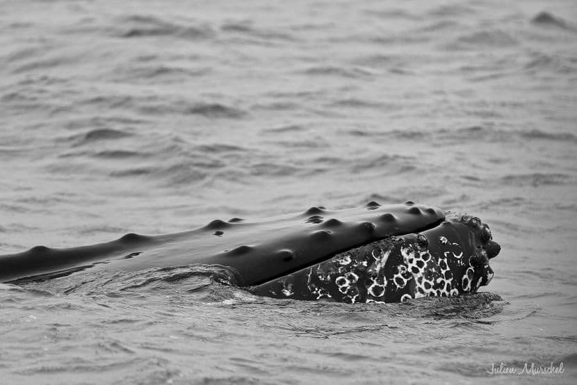 Baleine & Rorqual 02