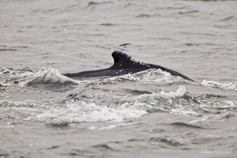 Baleine & Rorqual 03