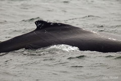 Baleine & Rorqual 04