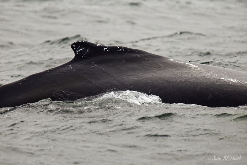 Baleine & Rorqual 04