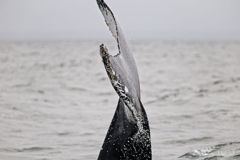 Baleine & Rorqual 05