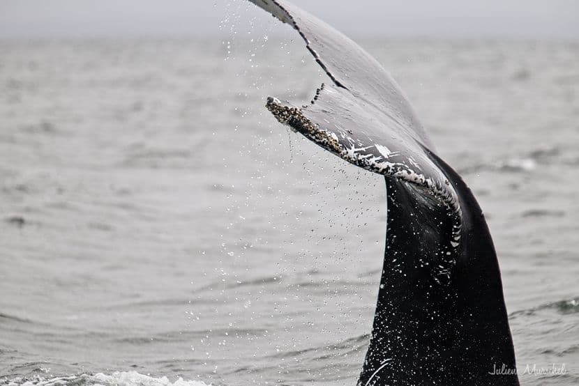 Baleine & Rorqual 06