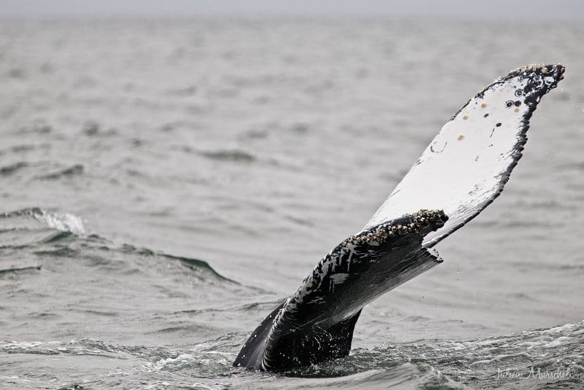 Baleine & Rorqual 07