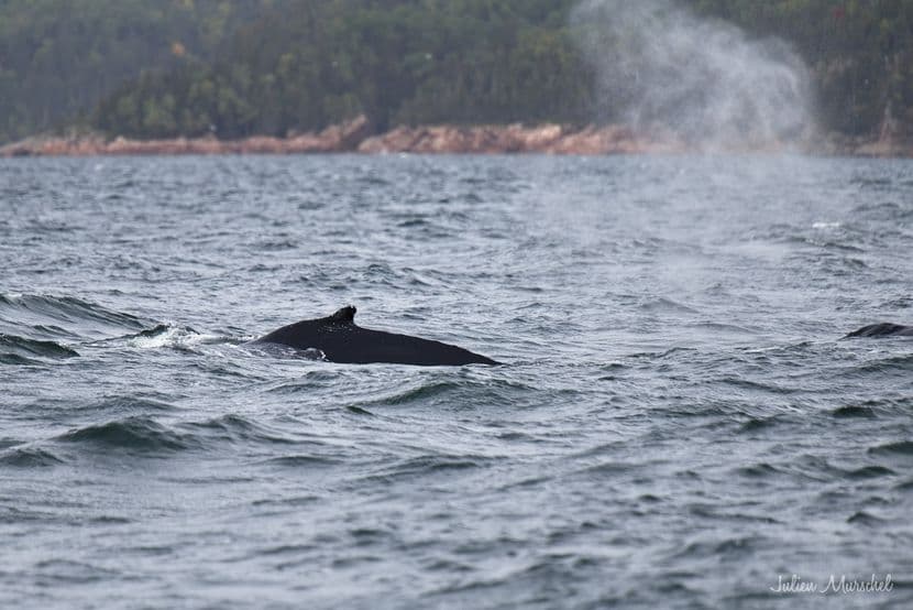 Baleine & Rorqual 08