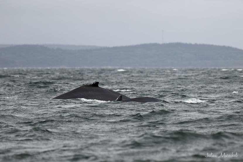 Baleine & Rorqual 09