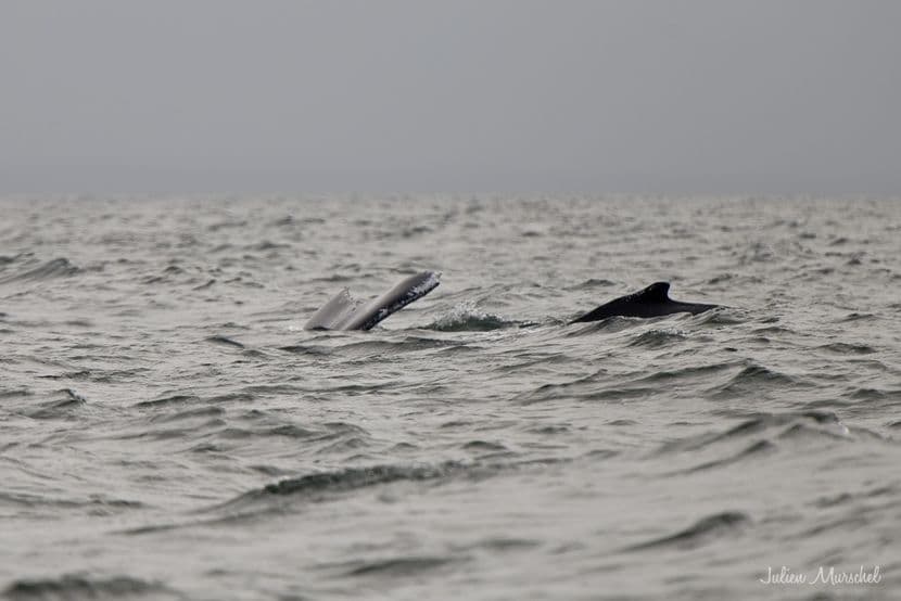 Baleine & Rorqual 10