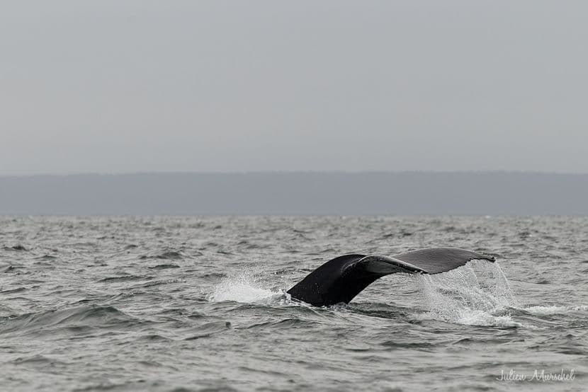 Baleine & Rorqual 11