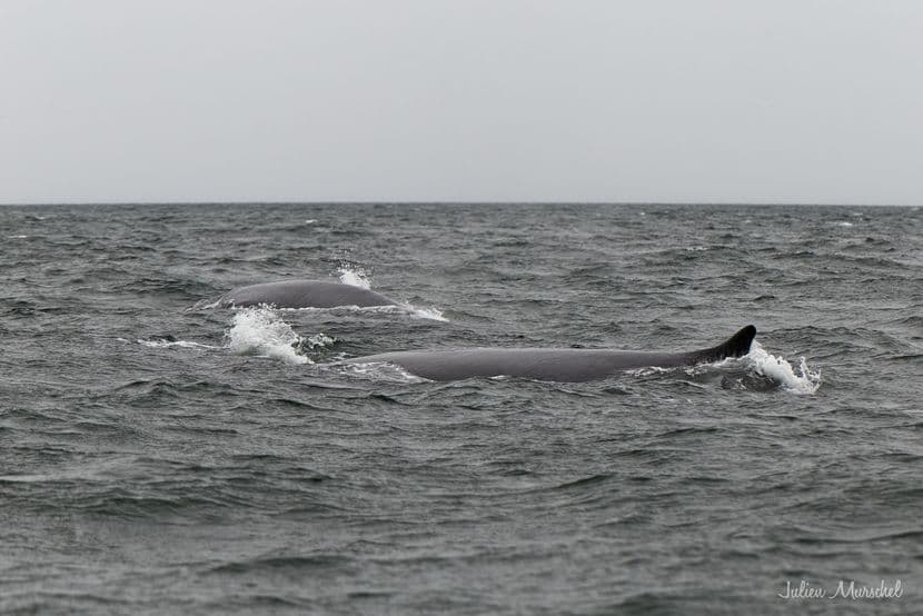 Baleine & Rorqual 12