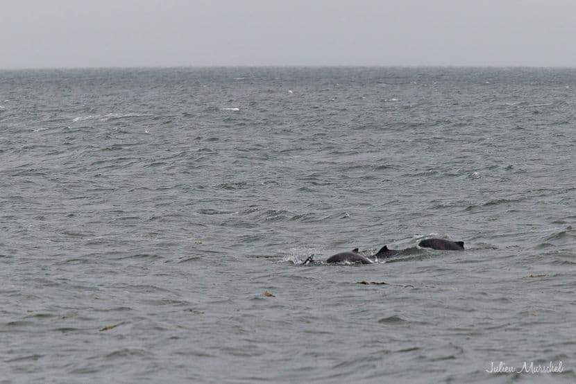 Baleine & Rorqual 13