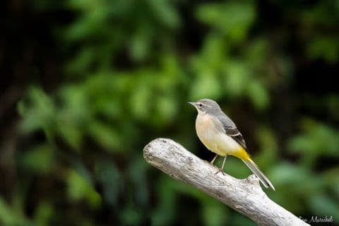 Bergeronnette des ruisseaux 08