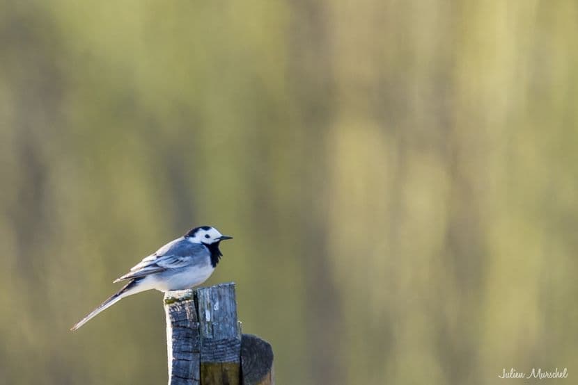 Bergeronnette grise 01