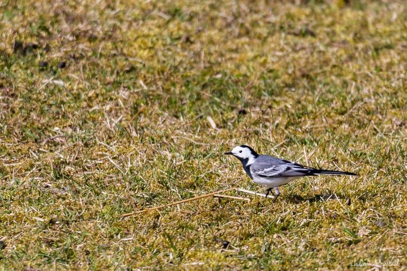 Bergeronnette grise 02