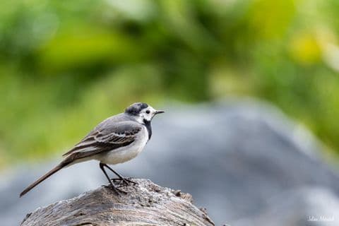 Bergeronnette grise 03