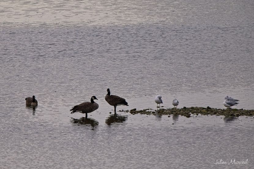 Bernache du Canada 01