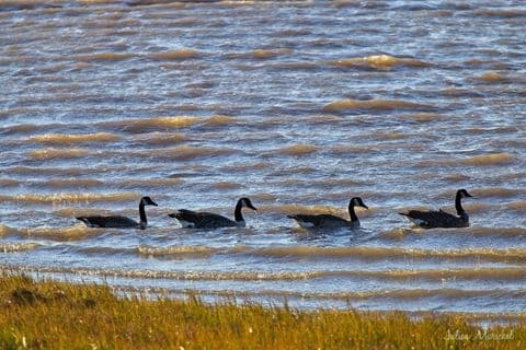 Bernache du Canada 02