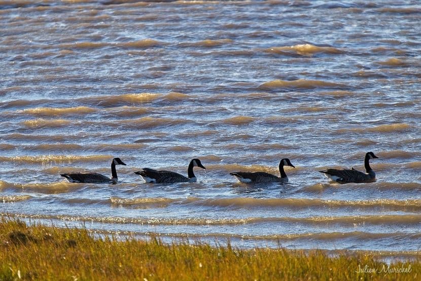 Bernache du Canada 02