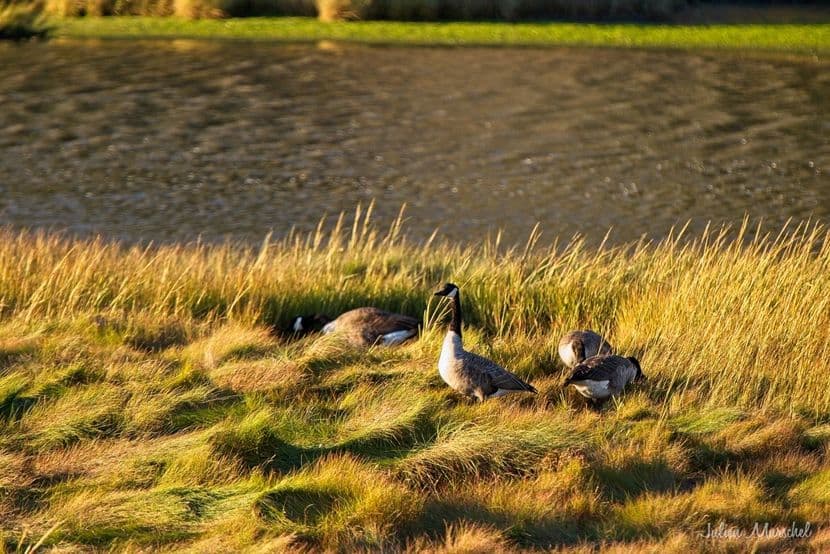 Bernache du Canada 03