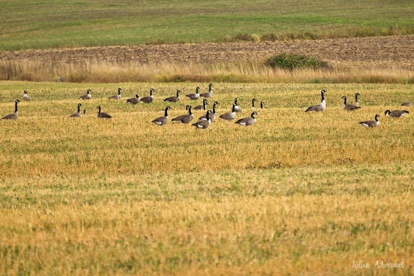 Bernache du Canada 04