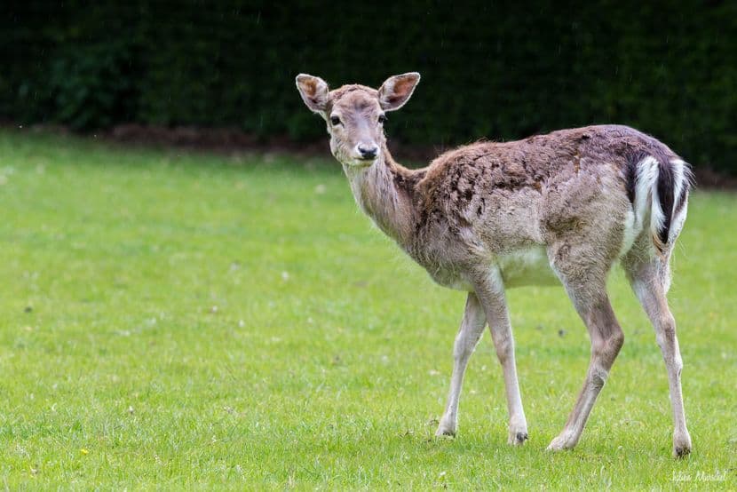 Biches, Cerfs, et Daims 01