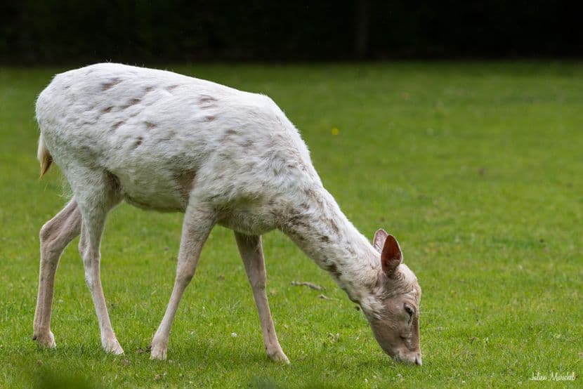 Biches, Cerfs, et Daims 02