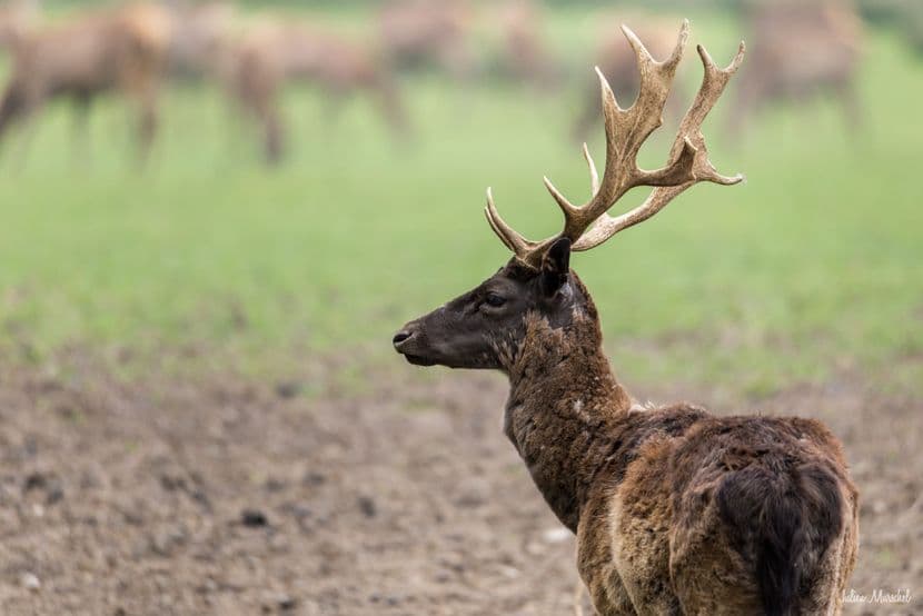 Biches, Cerfs, et Daims 03