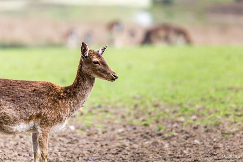 Biches, Cerfs, et Daims 04