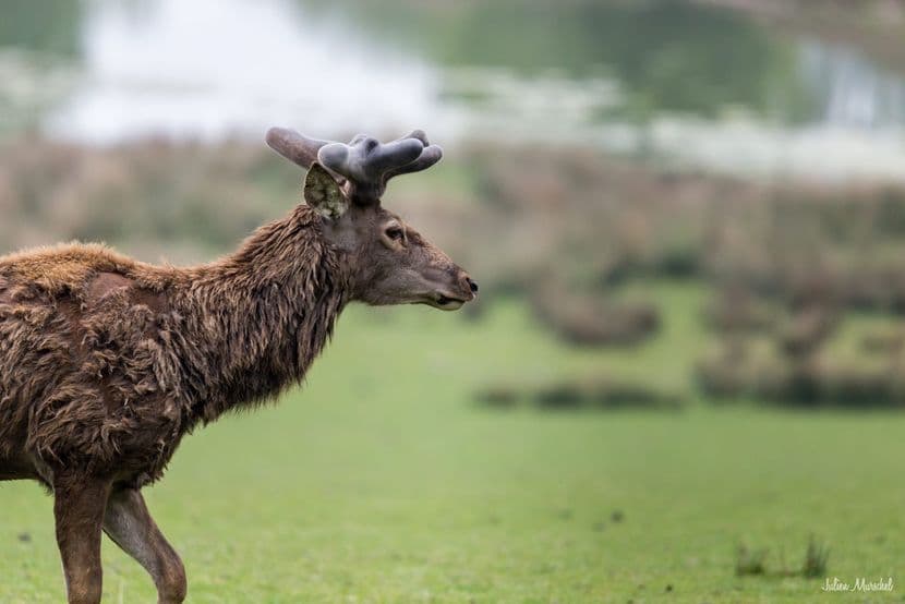 Biches, Cerfs, et Daims 05