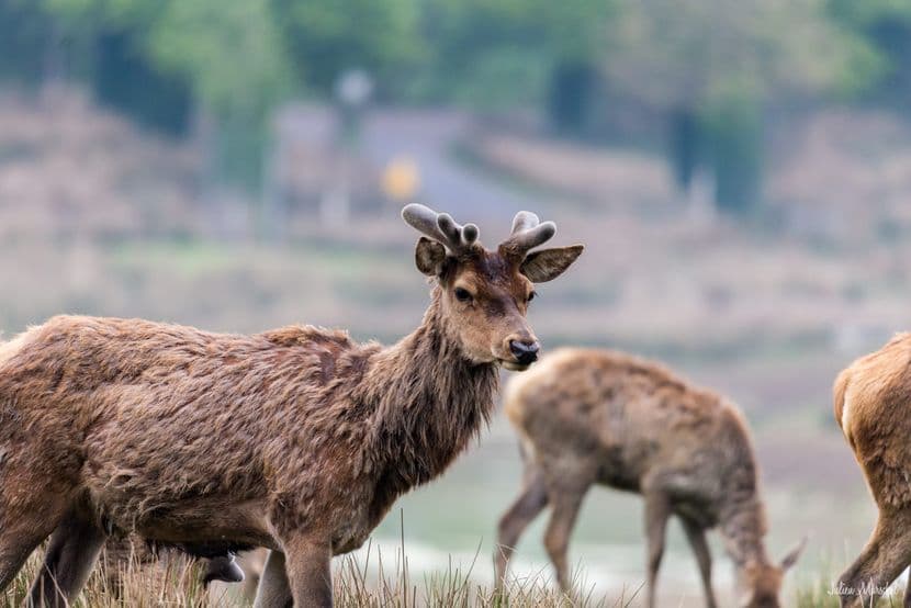 Biches, Cerfs, et Daims 06