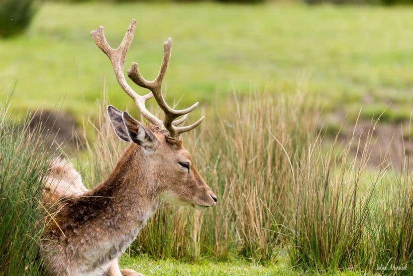 Biches, Cerfs, et Daims 08