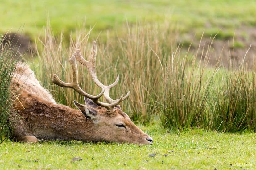 Biches, Cerfs, et Daims 09