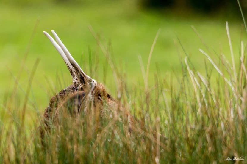 Biches, Cerfs, et Daims 10