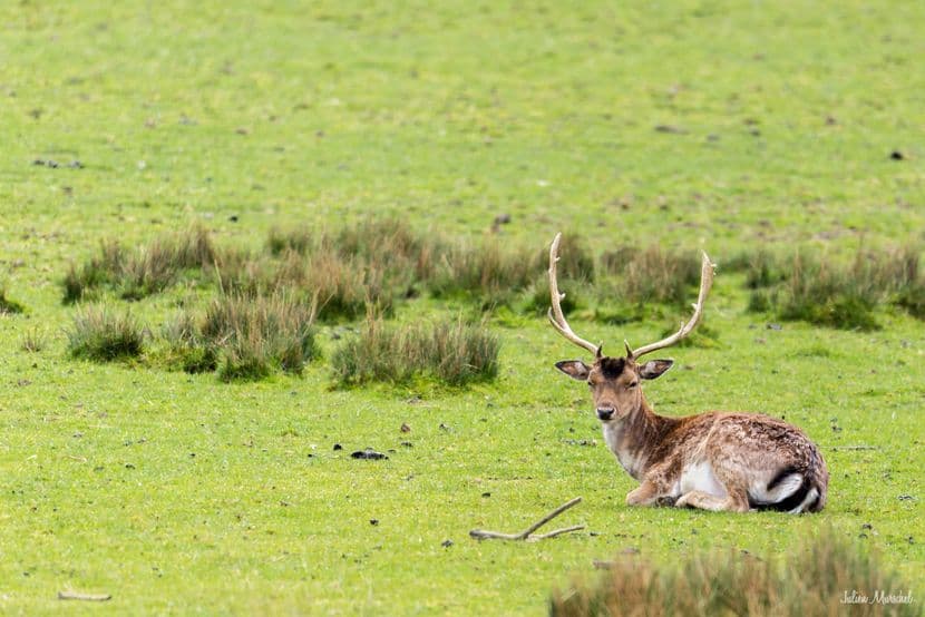 Biches, Cerfs, et Daims 12