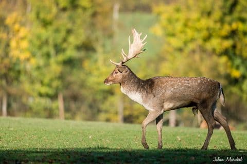 Biches, Cerfs, et Daims 13