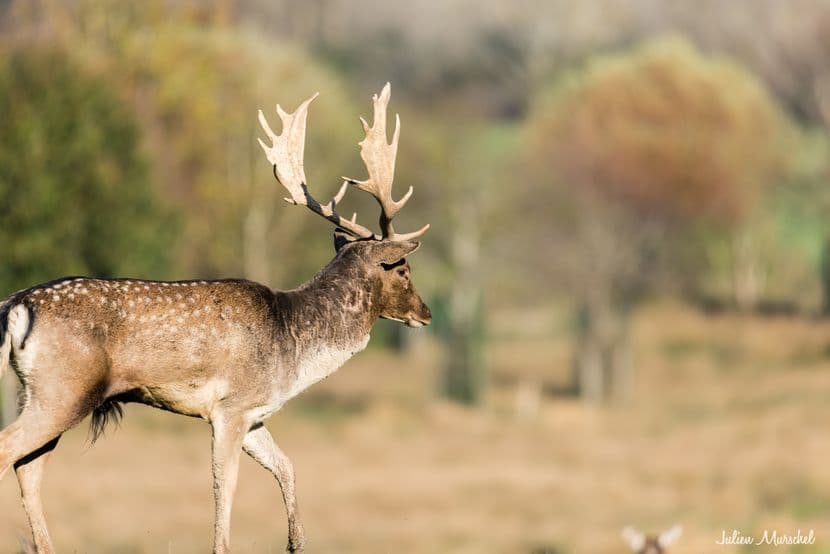 Biches, Cerfs, et Daims 14
