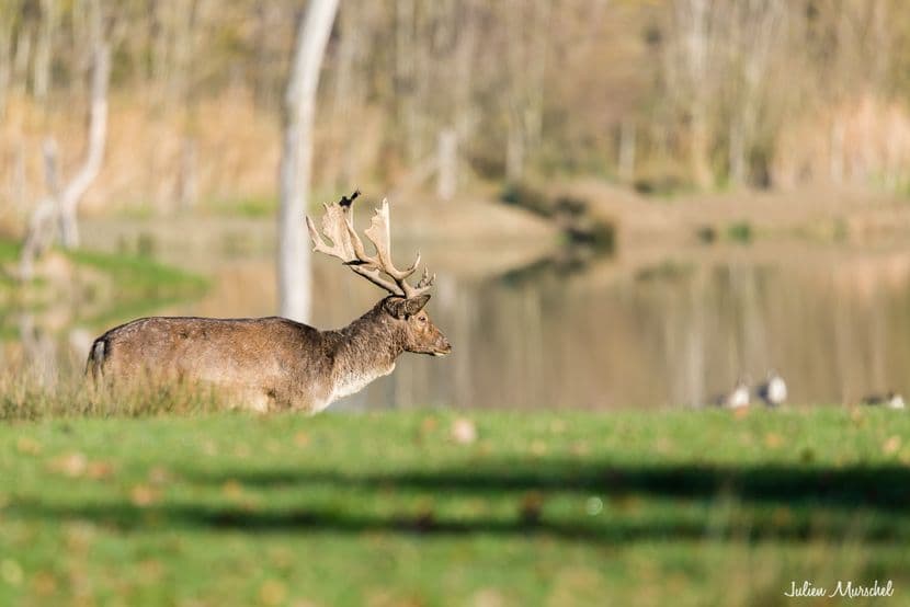 Biches, Cerfs, et Daims 15