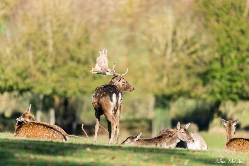 Biches, Cerfs, et Daims 16