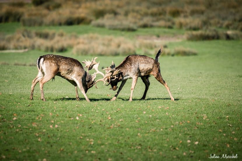 Biches, Cerfs, et Daims 17