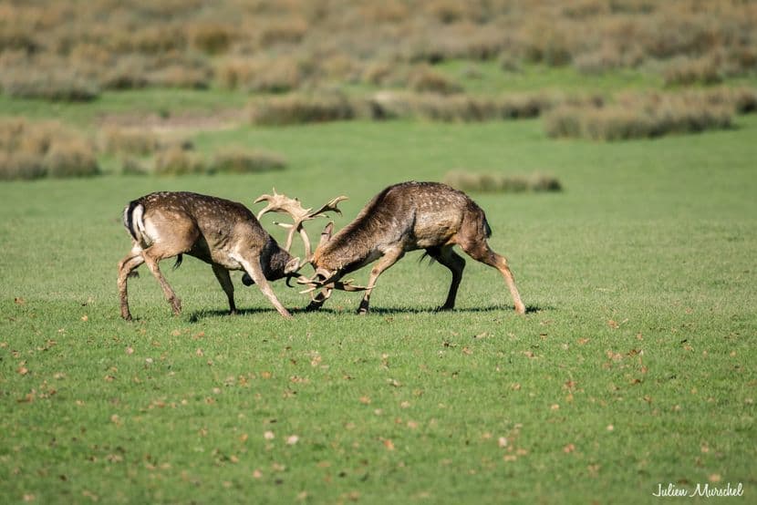 Biches, Cerfs, et Daims 18