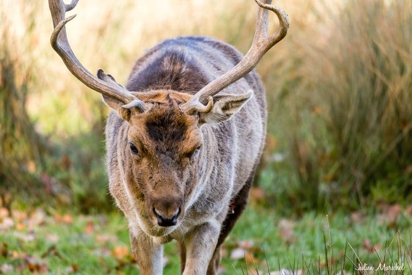 Biches, Cerfs, et Daims 19