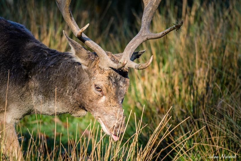 Biches, Cerfs, et Daims 20