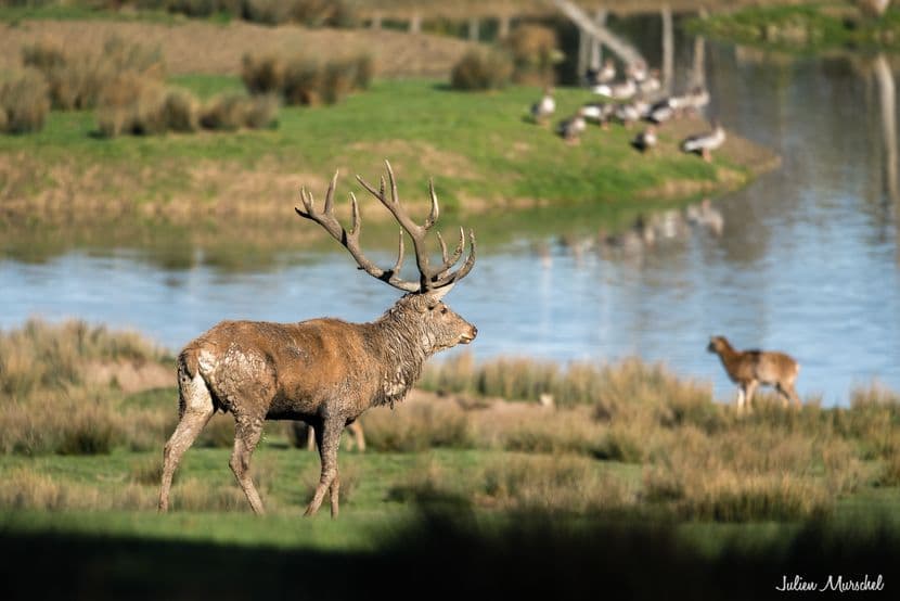 Biches, Cerfs, et Daims 21