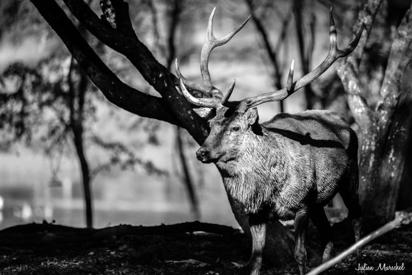 Biches, Cerfs, et Daims 22