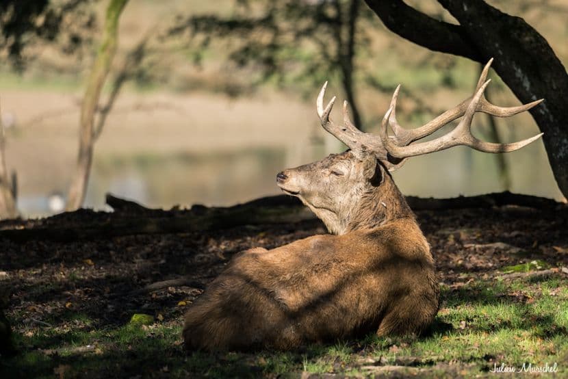 Biches, Cerfs, et Daims 23