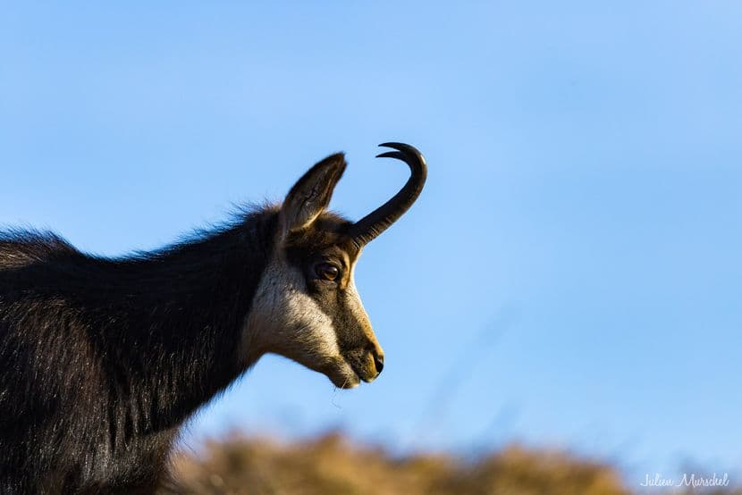 Chamois 01
