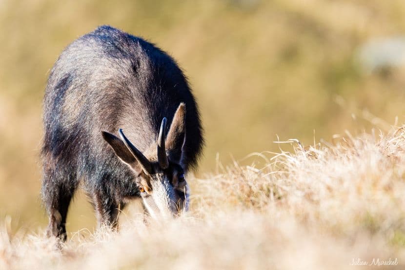 Chamois 02
