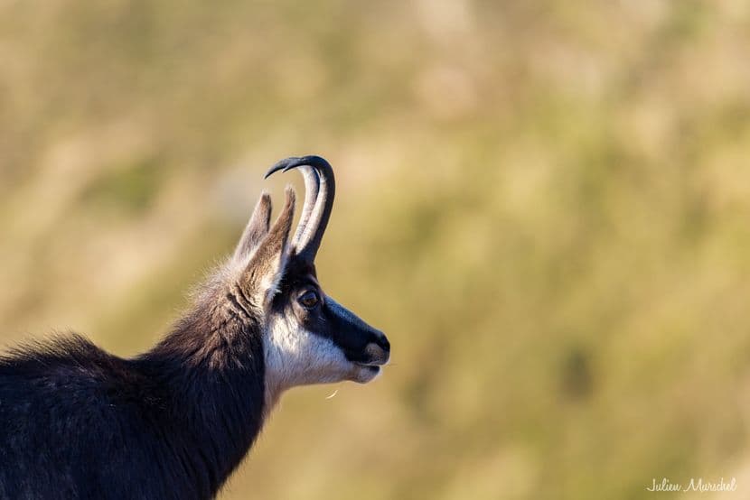 Chamois 03