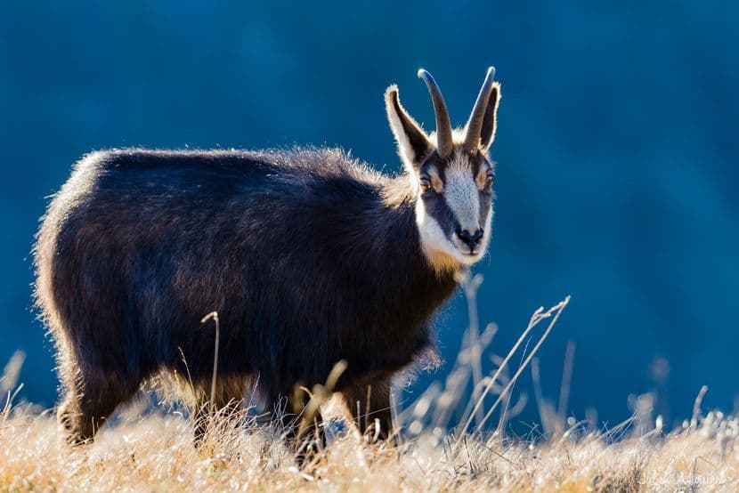 Chamois 04