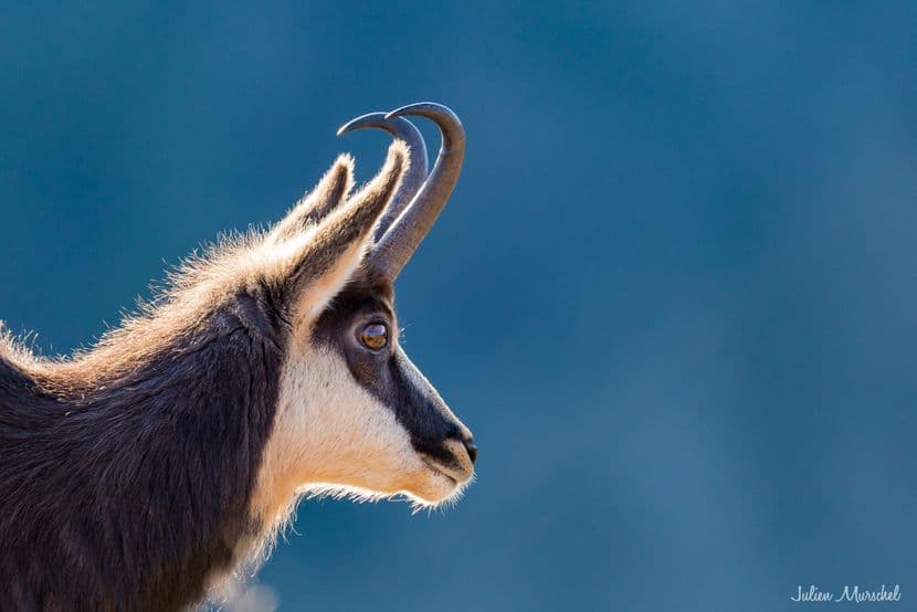 Chamois 05